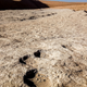 Elephant tracks found at the site.